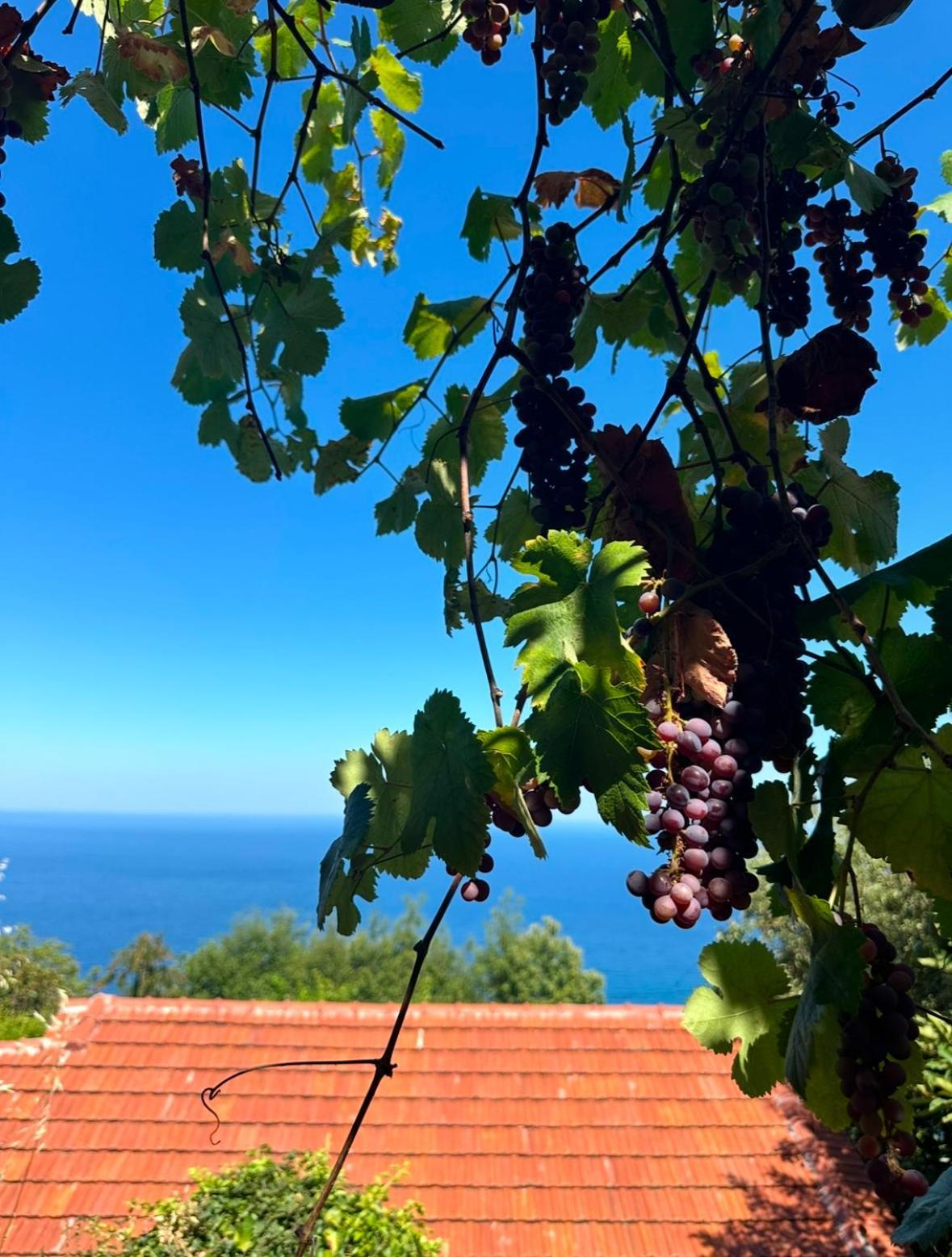 Ferienwohnung Om Living Pelion Áyios Dhimítrios Exterior foto